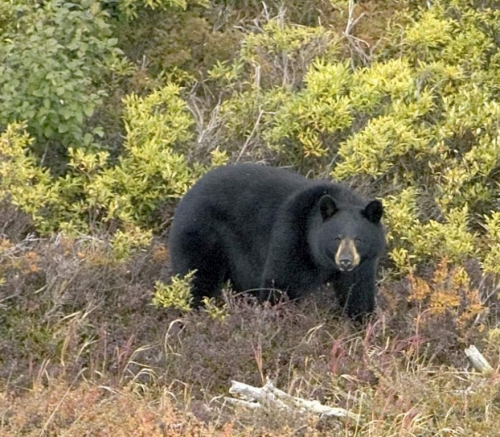 black_bear_01.jpg