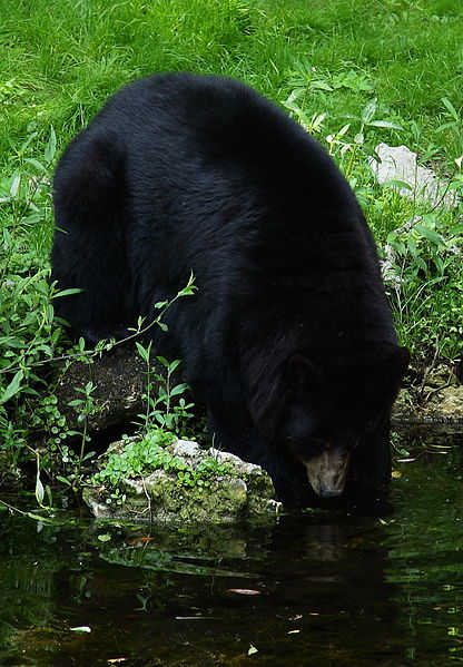 black_bear_02.jpg