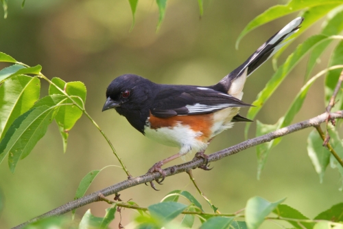 Eastern Towhee