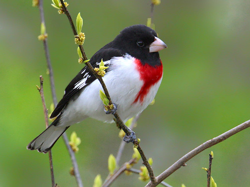 Rose-Breasted Grosbeak